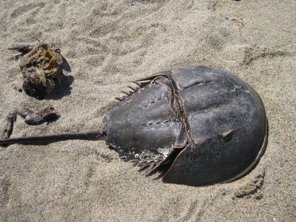 Image of Limulus polyphemus